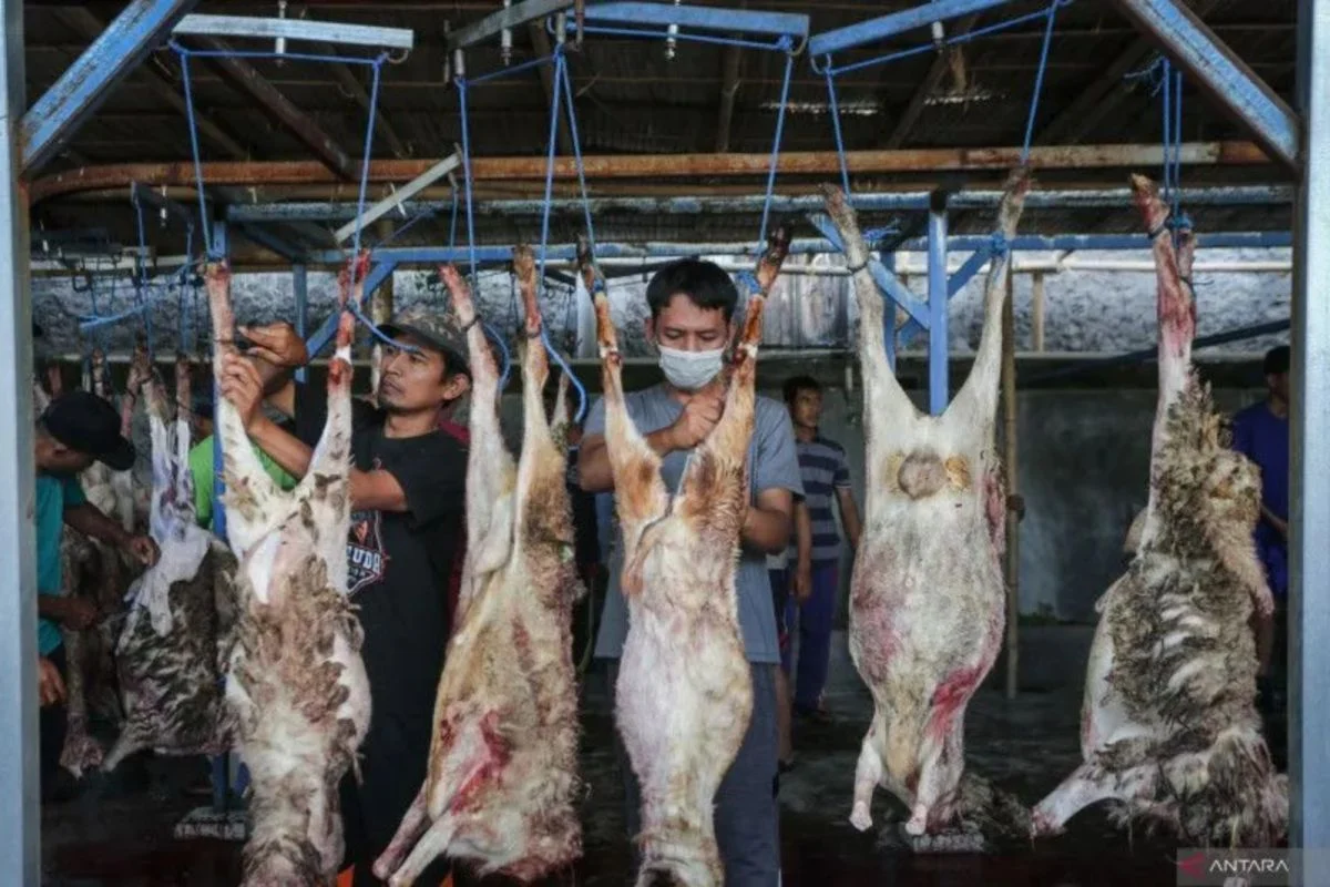 Daging Kambing, Primadona di Tengah Masyarakat