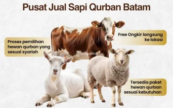 Harga Sapi Kurban 2026: Momentum Ekonomi Idul Adha di Indonesia