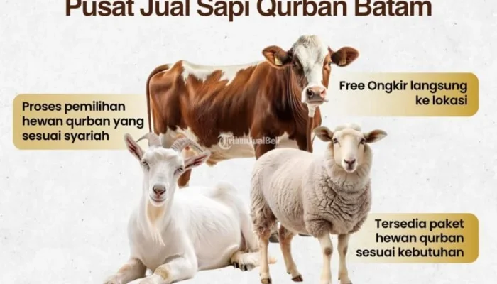 Harga Sapi Kurban 2026: Momentum Ekonomi Idul Adha di Indonesia