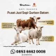 Harga Sapi Kurban 2026: Momentum Ekonomi Idul Adha di Indonesia