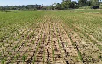 Musim Kemarau 2026: Fenomena Cuaca Ekstrem dan Upaya Mitigasi