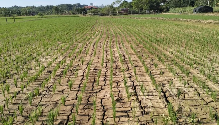 Musim Kemarau 2026: Fenomena Cuaca Ekstrem dan Upaya Mitigasi
