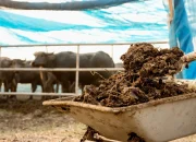 Perang Iran: Petani Mencari Alternatif Pupuk Kimia dari Kotoran Sapi hingga Kompos