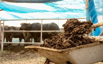 Perang Iran: Petani Mencari Alternatif Pupuk Kimia dari Kotoran Sapi hingga Kompos
