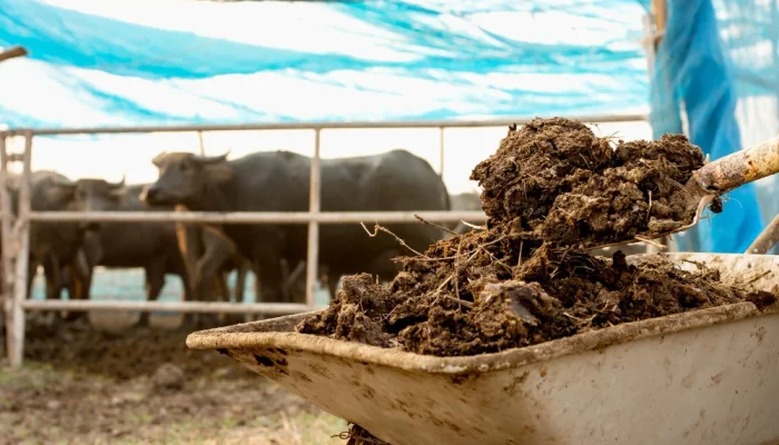 Perang Iran: Petani Mencari Alternatif Pupuk Kimia dari Kotoran Sapi hingga Kompos