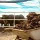 Perang Iran: Petani Mencari Alternatif Pupuk Kimia dari Kotoran Sapi hingga Kompos