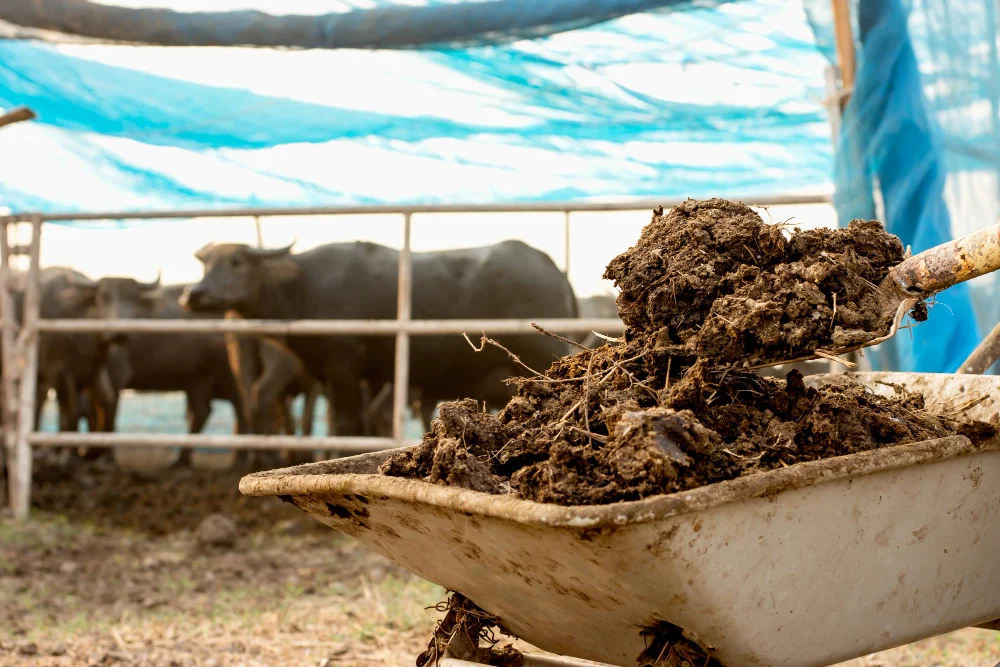 Perang Iran: Petani Mencari Alternatif Pupuk Kimia dari Kotoran Sapi hingga Kompos