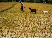 El Niño Mengancam Produksi Pertanian dan Keamanan Pangan di Afrika dan Amerika