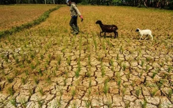 El Niño Mengancam Produksi Pertanian dan Keamanan Pangan di Afrika dan Amerika