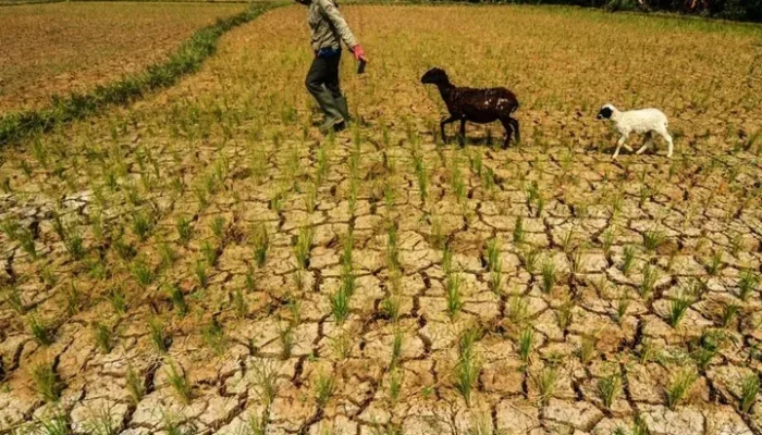 El Niño Mengancam Produksi Pertanian dan Keamanan Pangan di Afrika dan Amerika
