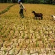 El Niño Mengancam Produksi Pertanian dan Keamanan Pangan di Afrika dan Amerika