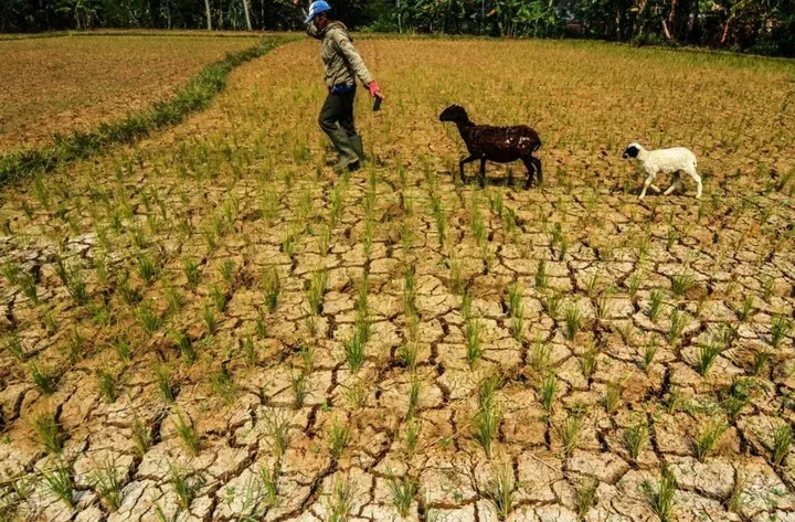 El Niño Mengancam Produksi Pertanian dan Keamanan Pangan di Afrika dan Amerika