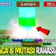 Grow a Garden 2: Mengungkap Rahasia Cuaca dan Kode Rahasia