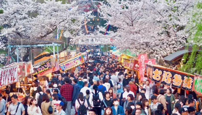 Jepang Mengalami Gempa, Festival Sakura Matsuri, dan Drama Baru: Berita Terkini