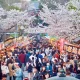 Jepang Mengalami Gempa, Festival Sakura Matsuri, dan Drama Baru: Berita Terkini