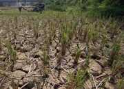 Kemarau Melanda Indonesia: Kekeringan dan Kebakaran Hutan Meningkat