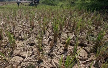 Kemarau Melanda Indonesia: Kekeringan dan Kebakaran Hutan Meningkat