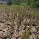 Kemarau Melanda Indonesia: Kekeringan dan Kebakaran Hutan Meningkat