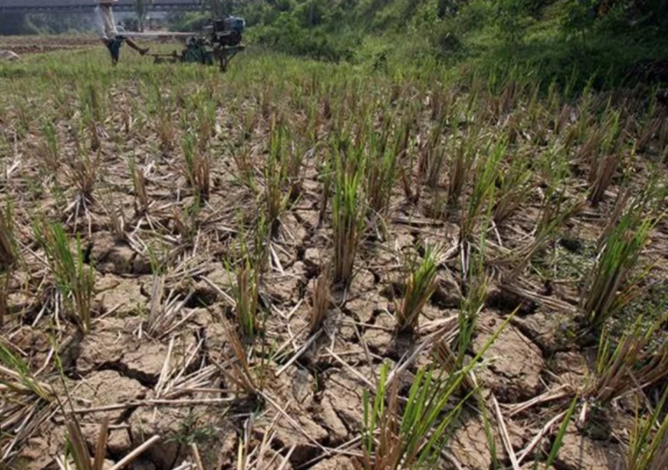 Kemarau Melanda Indonesia: Kekeringan dan Kebakaran Hutan Meningkat