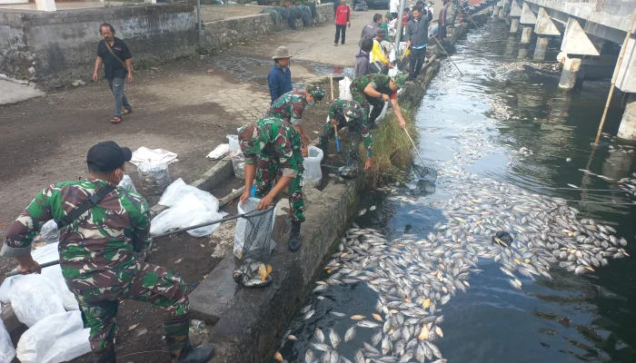 Kondisi Air Danau Batur Mulai Membaik, Namun Kematian Ikan Masih Terus Terjadi