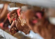 Maling Ayam Dikeroyok Hingga Tewas di Bali, Keluarga Korban dan Masyarakat Bereaksi