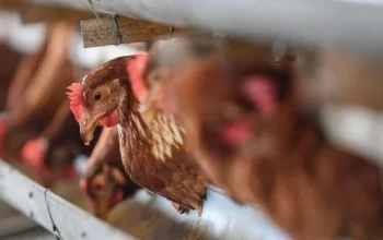 Maling Ayam Dikeroyok Hingga Tewas di Bali, Keluarga Korban dan Masyarakat Bereaksi