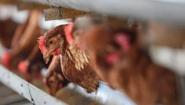 Maling Ayam Dikeroyok Hingga Tewas di Bali, Keluarga Korban dan Masyarakat Bereaksi