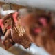 Maling Ayam Dikeroyok Hingga Tewas di Bali, Keluarga Korban dan Masyarakat Bereaksi
