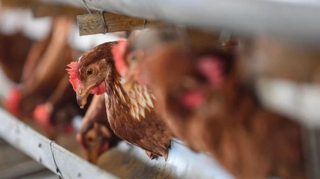 Maling Ayam Dikeroyok Hingga Tewas di Bali, Keluarga Korban dan Masyarakat Bereaksi