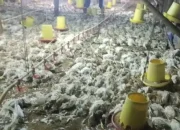 Mati Listrik Melanda Kalimantan, 5.000 Ekor Ayam Pedaging Mati Mendadak di HST