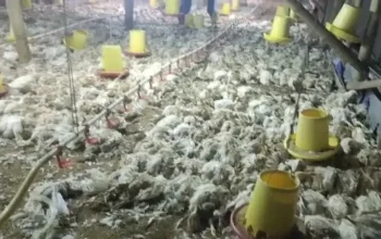 Mati Listrik Melanda Kalimantan, 5.000 Ekor Ayam Pedaging Mati Mendadak di HST