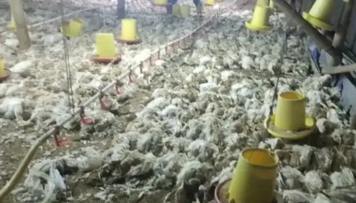 Mati Listrik Melanda Kalimantan, 5.000 Ekor Ayam Pedaging Mati Mendadak di HST