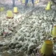 Mati Listrik Melanda Kalimantan, 5.000 Ekor Ayam Pedaging Mati Mendadak di HST