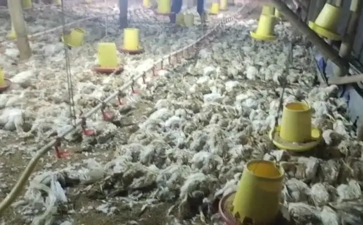 Mati Listrik Melanda Kalimantan, 5.000 Ekor Ayam Pedaging Mati Mendadak di HST