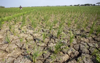 Musim Kemarau: Dampak dan Upaya Mitigasi di Indonesia