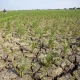 Musim Kemarau: Dampak dan Upaya Mitigasi di Indonesia