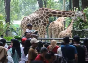 Ragunan Jadi Sorotan: Dari Kasus Pembunuhan hingga Rekor Pengunjung