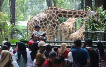 Ragunan Jadi Sorotan: Dari Kasus Pembunuhan hingga Rekor Pengunjung