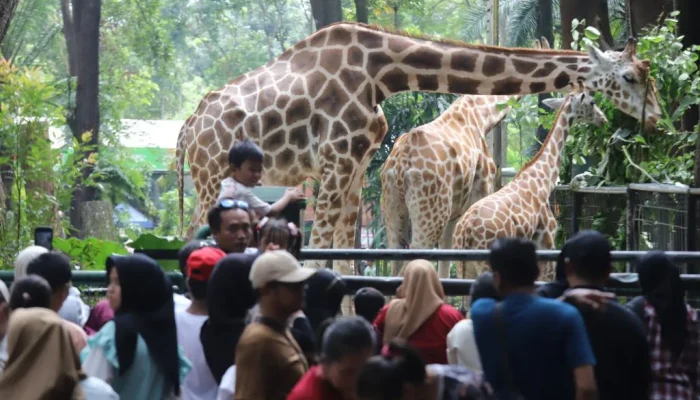 Ragunan Jadi Sorotan: Dari Kasus Pembunuhan hingga Rekor Pengunjung