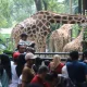 Ragunan Jadi Sorotan: Dari Kasus Pembunuhan hingga Rekor Pengunjung