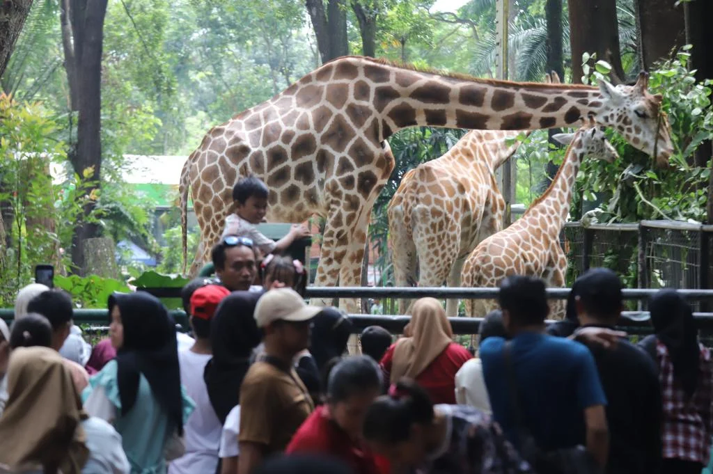 Ragunan Jadi Sorotan: Dari Kasus Pembunuhan hingga Rekor Pengunjung
