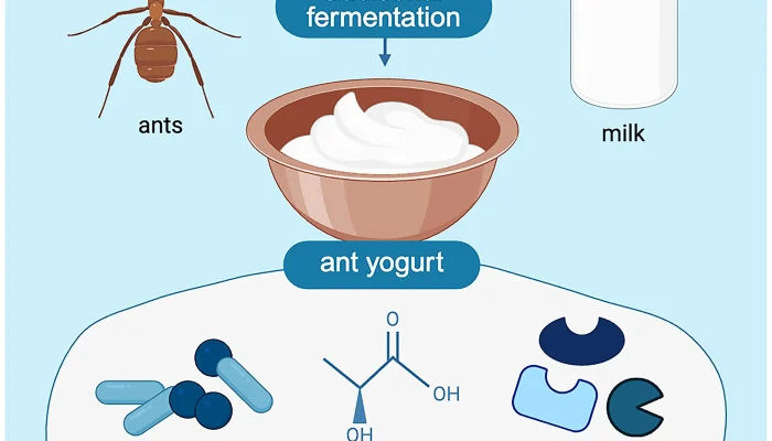 Serangga Pembawa Kejutan: Ants yang Membuat Yogurt dan Mengubah Hidup