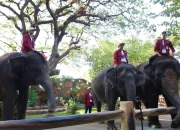 Skandal Korupsi di Kebun Binatang Surabaya: Kasus Korupsi Uang Pakan Hewan