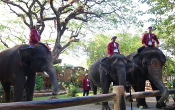 Skandal Korupsi di Kebun Binatang Surabaya: Kasus Korupsi Uang Pakan Hewan