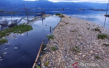 Suhu Ekstrem di Jawa: Dari Kematian Massal Ikan hingga Kulit Kering