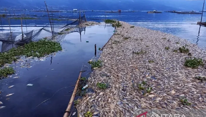 Suhu Ekstrem di Jawa: Dari Kematian Massal Ikan hingga Kulit Kering
