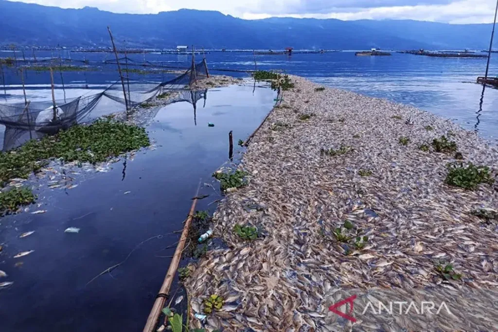 Suhu Ekstrem di Jawa: Dari Kematian Massal Ikan hingga Kulit Kering