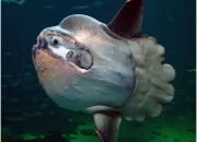 Sunfish: Ikan Aneh yang Membuat Rekor di West Virginia dan Menghibur di Laut Inggris