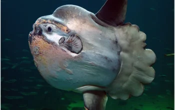 Sunfish: Ikan Aneh yang Membuat Rekor di West Virginia dan Menghibur di Laut Inggris