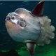 Sunfish: Ikan Aneh yang Membuat Rekor di West Virginia dan Menghibur di Laut Inggris